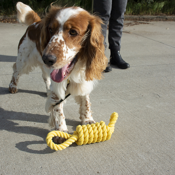 305/468715 Köpek Dental Sarı Halat, Oyun İpi Oyuncak 32 cm