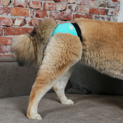 Duvo - 388/449332 Köpek Külotu XLarge 50-59 cm