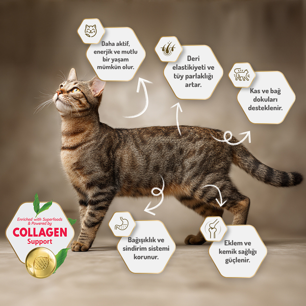 Felicia 12 Kg Kolajenli Somonlu Az Tahıllı Yetişkin Kedi Maması HypoAllergenic Kedi Maması