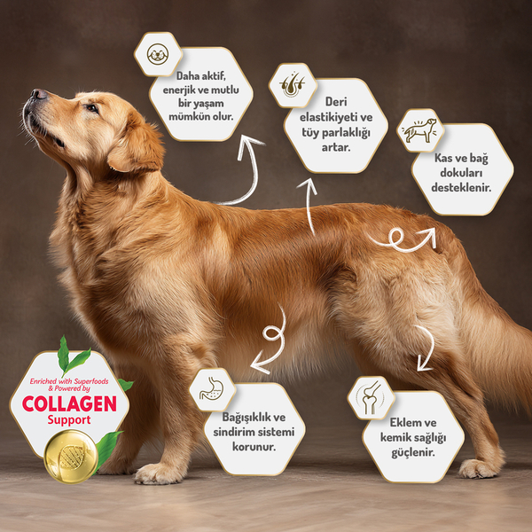 Felicia 15 Kg Kolajenli Kuzulu Az Tahıllı M/Large Yetişkin Köpek Maması Breed HypoAllergenic Köpek Maması